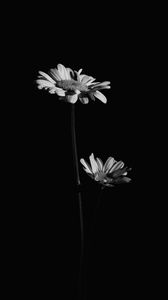 Превью обои цветы, черно-белый, черный
