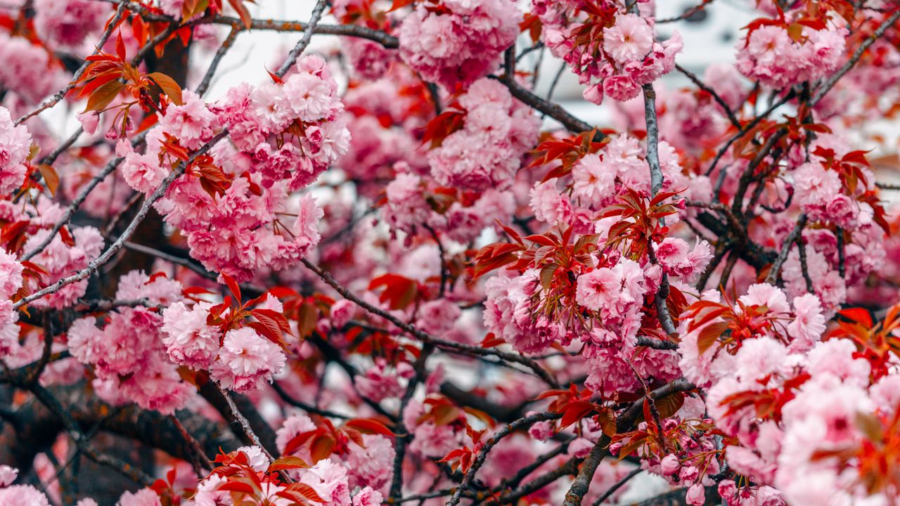 Обои цветы, дерево, розовый, ветки, цветет, весна
