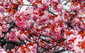 Превью обои цветы, дерево, розовый, ветки, цветет, весна