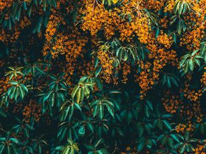 Превью обои цветы, дерево, цветение, растение, куст