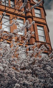 Превью обои цветы, дерево, ветки, здание