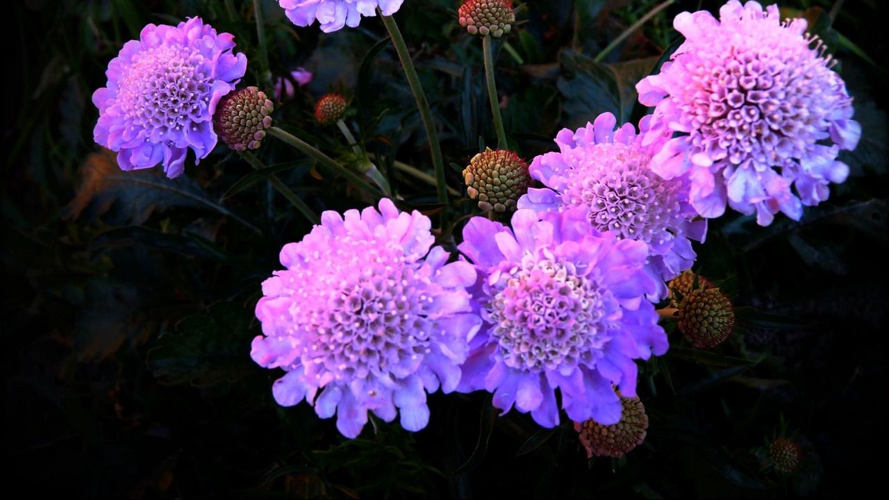 Обои цветы, фиолетовые, ночь, клумба