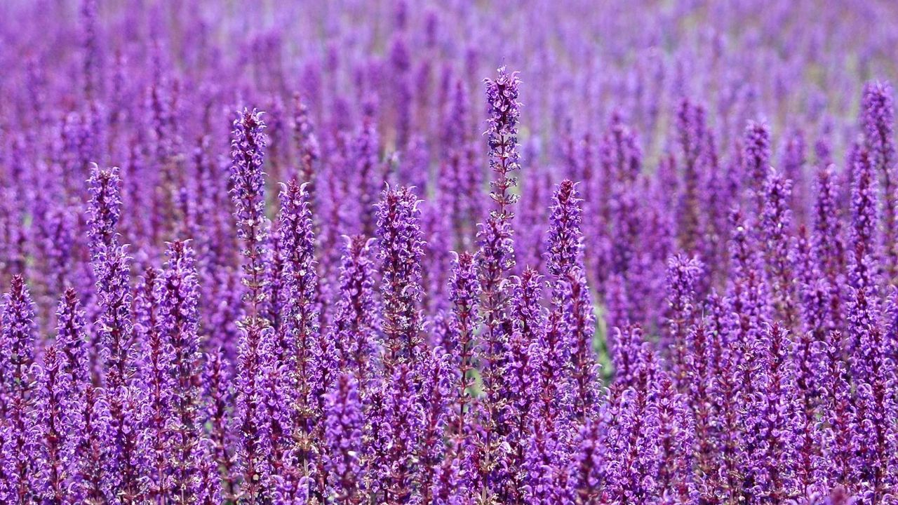 Обои цветы, фиолетовые, поле, много