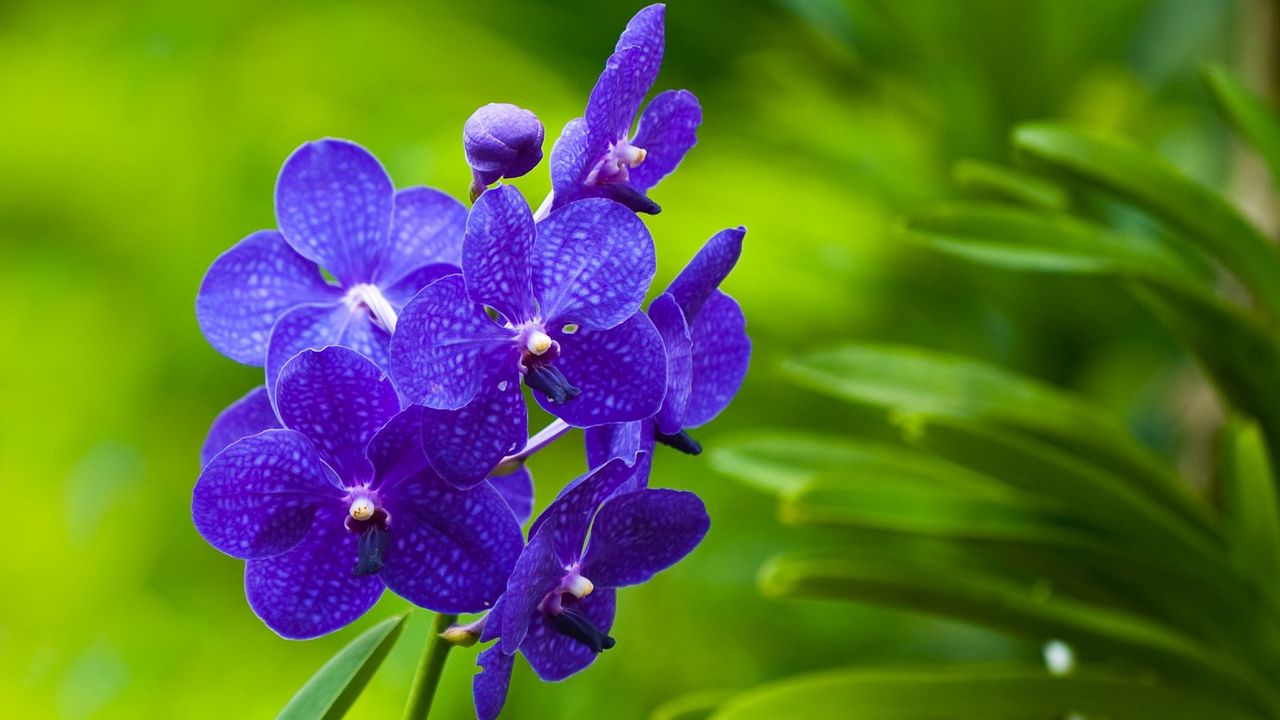 Обои цветы, фиолетовый, яркий, ветка, трава