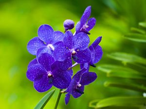 Превью обои цветы, фиолетовый, яркий, ветка, трава