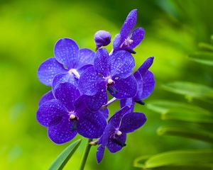 Превью обои цветы, фиолетовый, яркий, ветка, трава