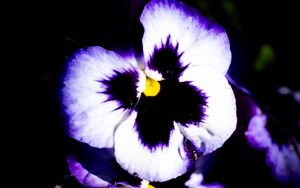 Превью обои цветы, фиолетовый, лепестки, темный, макро