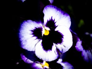 Превью обои цветы, фиолетовый, лепестки, темный, макро