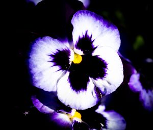 Превью обои цветы, фиолетовый, лепестки, темный, макро