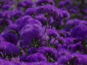Превью обои цветы, фиолетовый, растение, макро