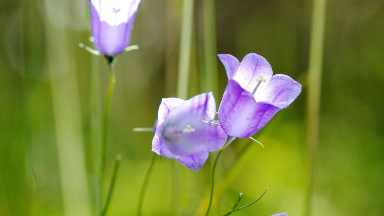 Обои цветы, фиолетовый, растение, макро, размытость