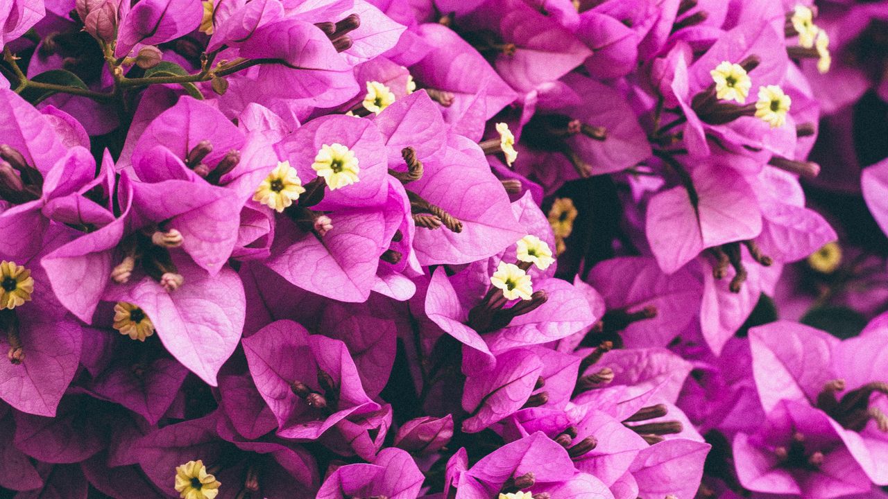 Обои цветы, фиолетовый, садовый, лепестки