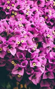 Превью обои цветы, фиолетовый, садовый, лепестки
