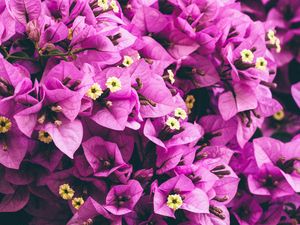 Превью обои цветы, фиолетовый, садовый, лепестки