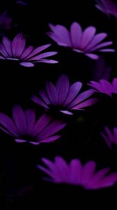 Превью обои цветы, фиолетовый, темный