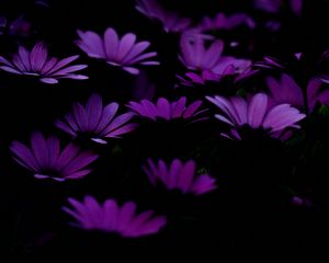 Превью обои цветы, фиолетовый, темный