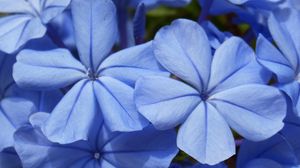 Превью обои цветы, голубой, крупным планом