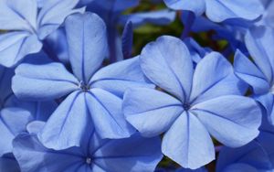 Превью обои цветы, голубой, крупным планом