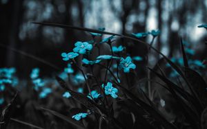 Превью обои цветы, голубой, полевой, размытость
