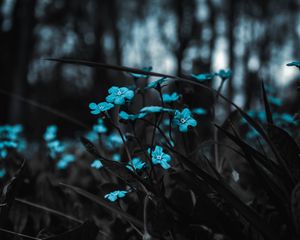 Превью обои цветы, голубой, полевой, размытость