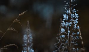 Превью обои цветы, голубой, растения, цветение, дикий