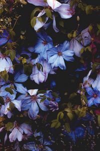 Превью обои цветы, голубой, цветение, декоративный, растение