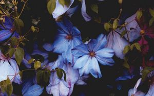 Превью обои цветы, голубой, цветение, декоративный, растение