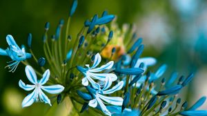 Превью обои цветы, голубые, белые, листья, лепестки, бутоны