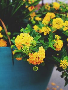 Превью обои цветы, горшок, желтый