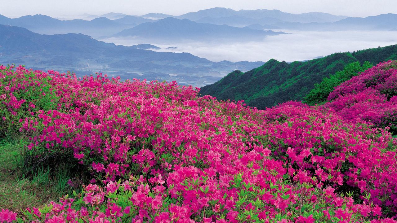 Обои цветы, горы, даль, природа