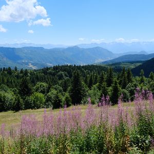 Превью обои цветы, горы, лес, деревья, тропа