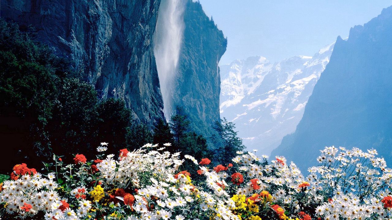 Обои цветы, горы, обрыв