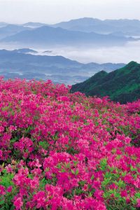 Превью обои цветы, горы, розовые, склон