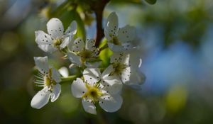 Превью обои цветы груши, цветы, лепестки, ветки, блики