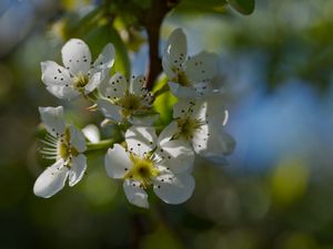 Превью обои цветы груши, цветы, лепестки, ветки, блики
