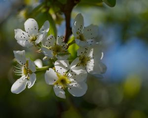 Превью обои цветы груши, цветы, лепестки, ветки, блики