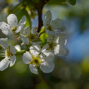 Превью обои цветы груши, цветы, лепестки, ветки, блики