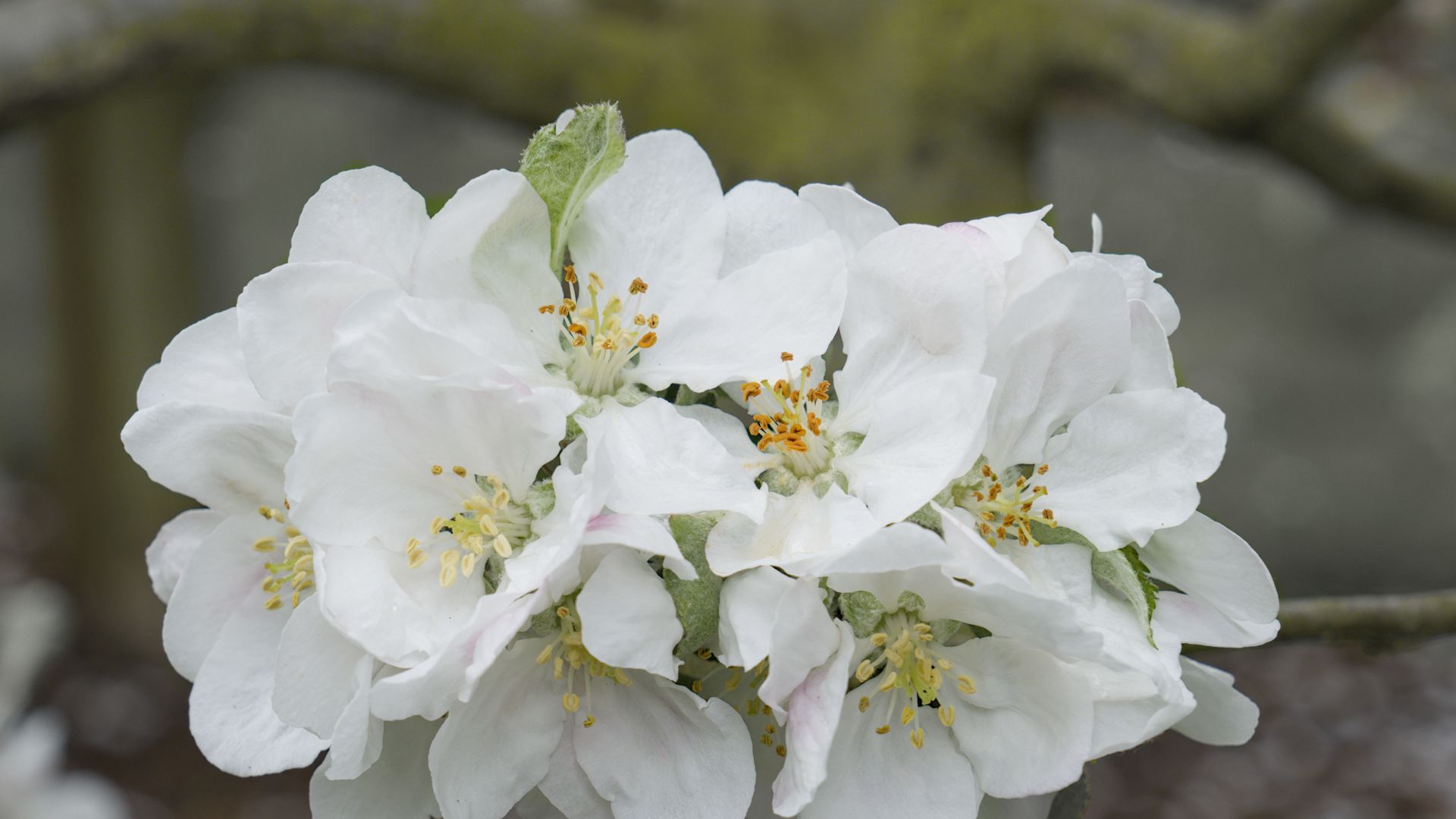 Скачать 1920x1080 цветы яблони, цветы, яблоня, лепестки, белый, весна обои,  картинки full hd, hdtv, fhd, 1080p