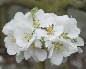Превью обои цветы яблони, цветы, яблоня, лепестки, белый, весна