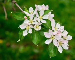 Превью обои цветы яблони, цветы, лепестки, белый, листья, ветка, цветение