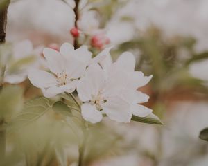 Превью обои цветы, яблоня, ветки, листья, цветение, весна