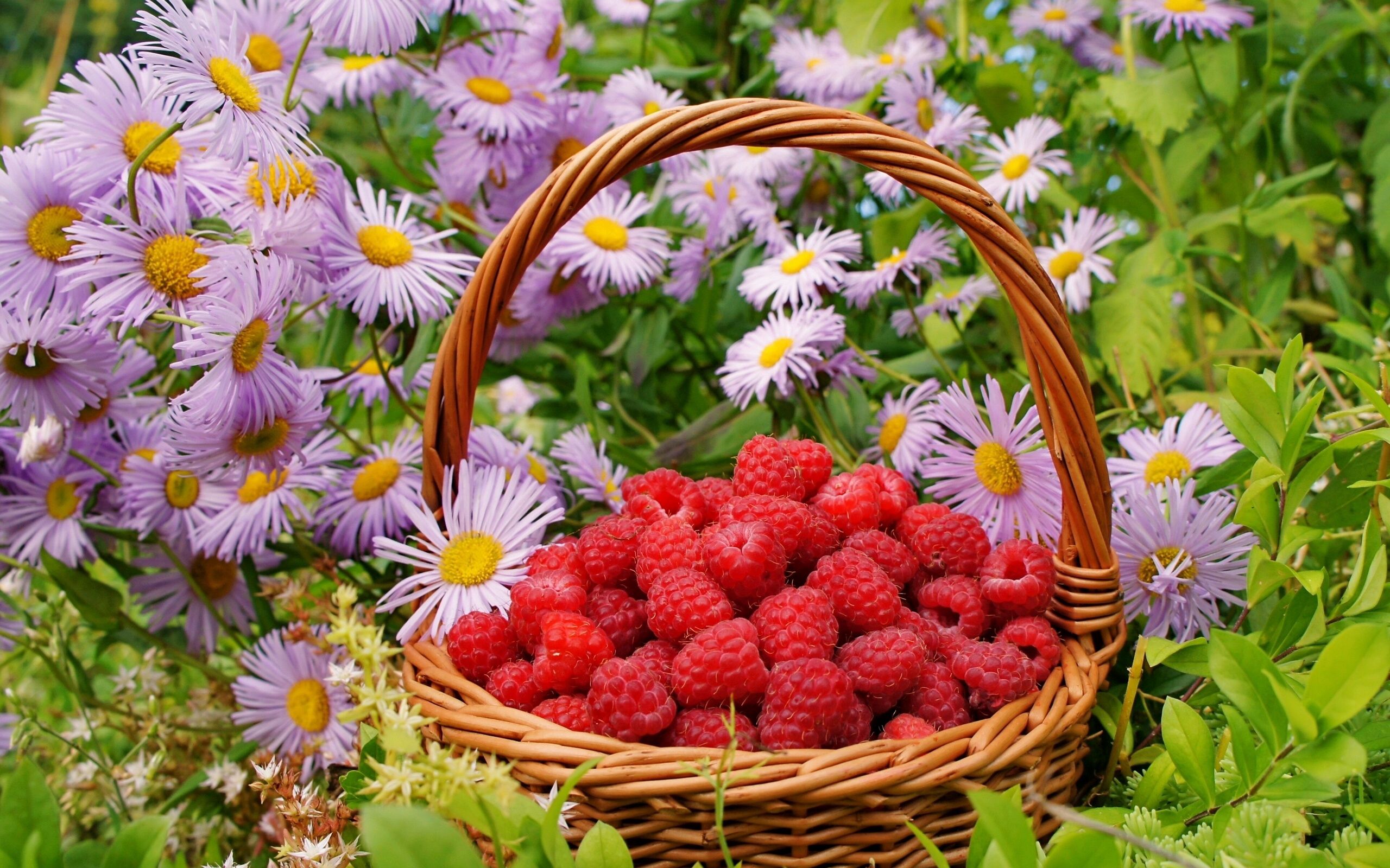Картинка день лета. Цветы и ягоды. Луговые ягоды цветы. Летнее настроение. Доброе утро корзинки с ягодами и цветами.