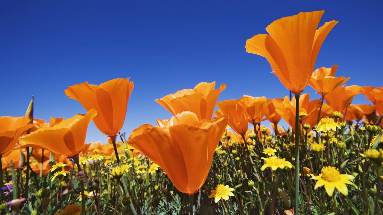 Обои цветы, яркие, оранжевые, разные, поле, лето, небо, синева