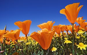 Превью обои цветы, яркие, оранжевые, разные, поле, лето, небо, синева