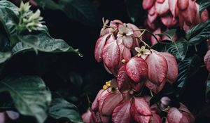 Превью обои цветы, капли, куст, элегантный