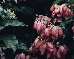 Превью обои цветы, капли, куст, элегантный