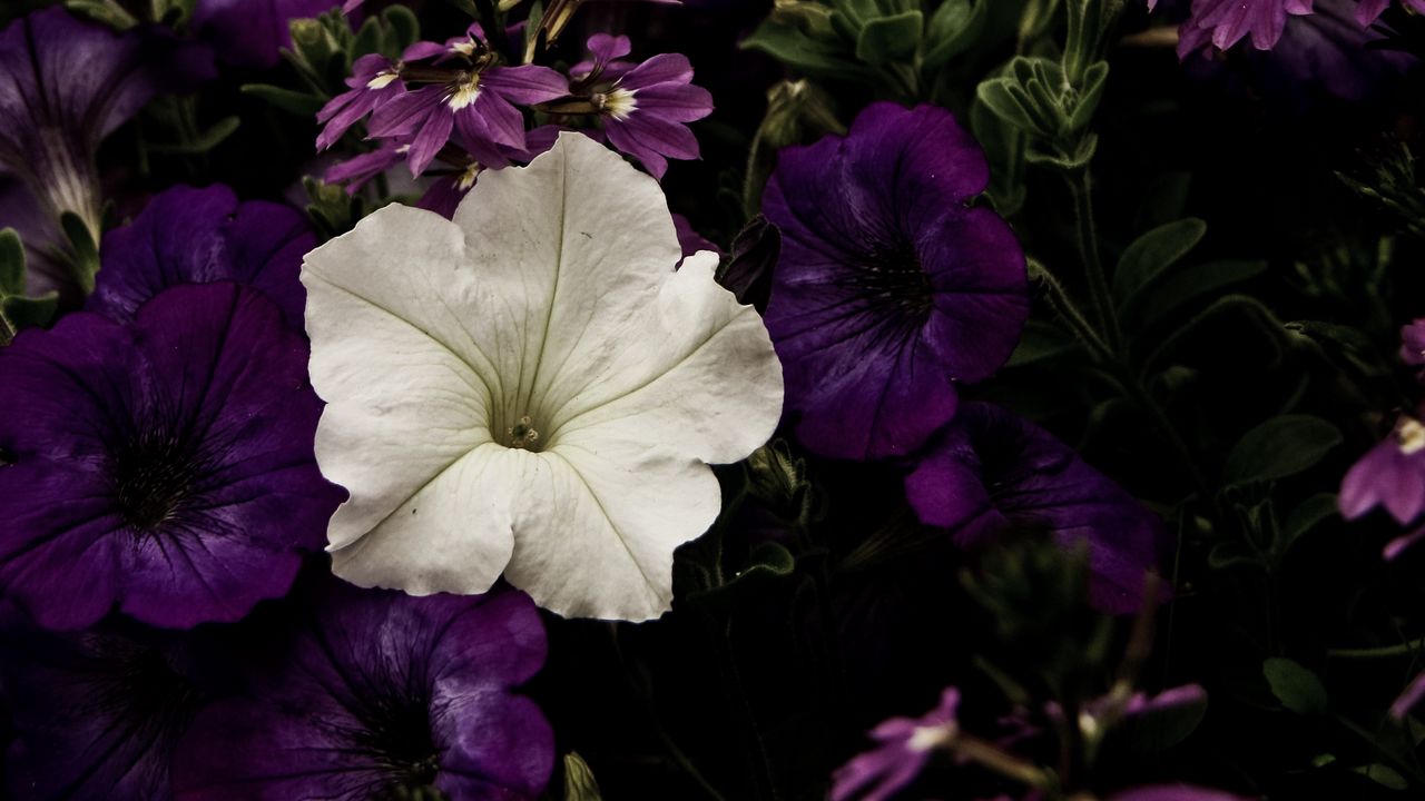 Обои цветы, клумба, фиолетовый, белый, контраст