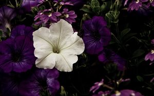 Превью обои цветы, клумба, фиолетовый, белый, контраст