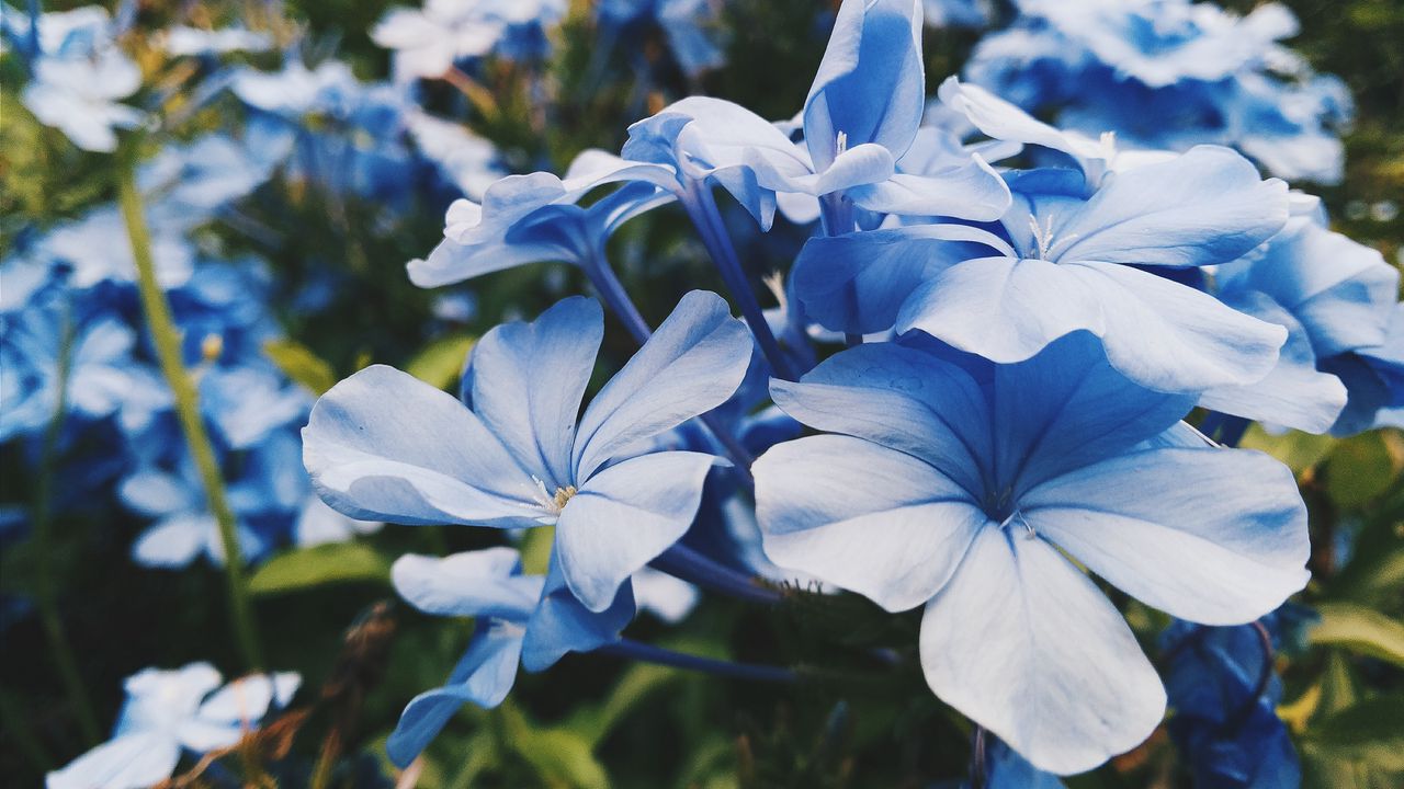 Обои цветы, клумба, голубой