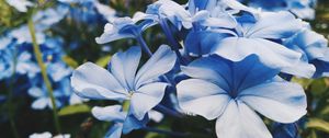 Превью обои цветы, клумба, голубой